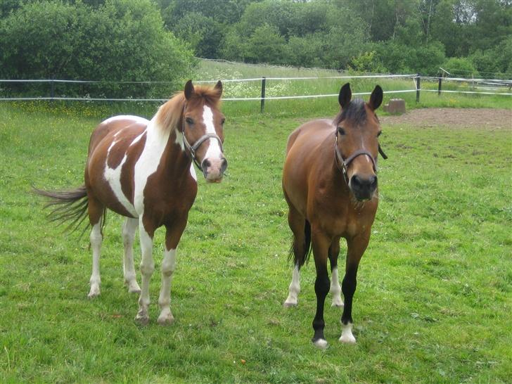 Hollandsk Sportspony Ferro - mit evige savn! - ferro & skubbi <3 billede 18