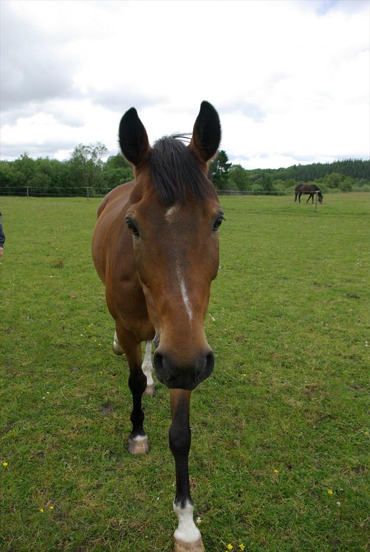 Hollandsk Sportspony Ferro - mit evige savn! - på folden billede 19