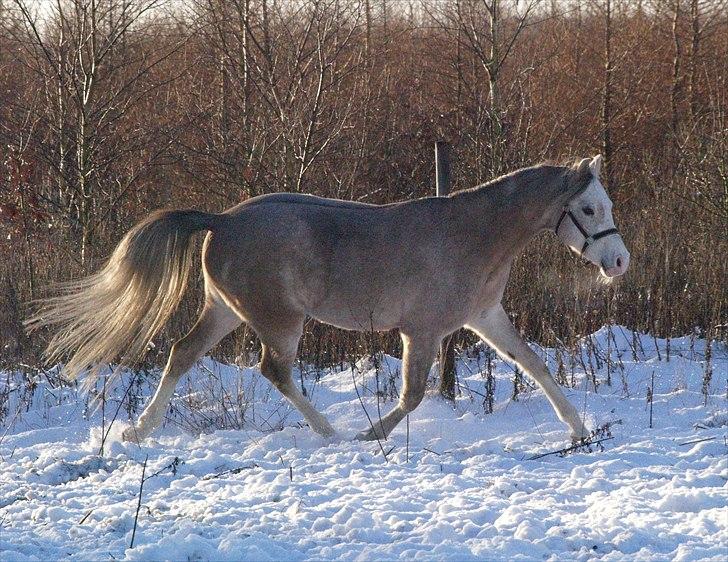 Sportsaraber (A) † Shalom E'jaaz - SOLGT †  - Et billede tilsendt af de nye ejere. Lomsedrengen har det godt :) billede 1