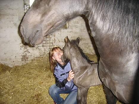 Welsh Cob (sec D) Haymos Dream of Mayflower (solgt) - Joey, kun få timer gammel! billede 6
