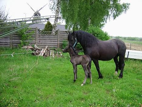 Welsh Cob (sec D) Haymos Dream of Mayflower (solgt) - Joey, ude for aller første gang, 17/5-06 billede 7