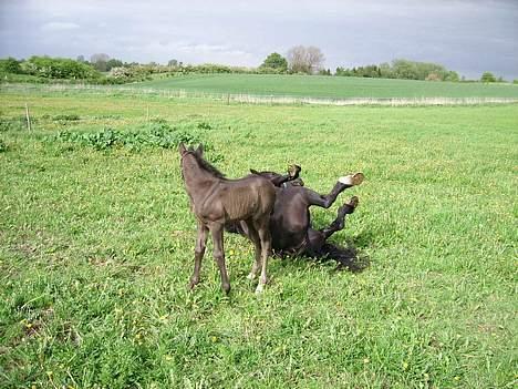 Welsh Cob (sec D) Haymos Dream of Mayflower (solgt) - MOR, hvad er det du laver?! billede 8