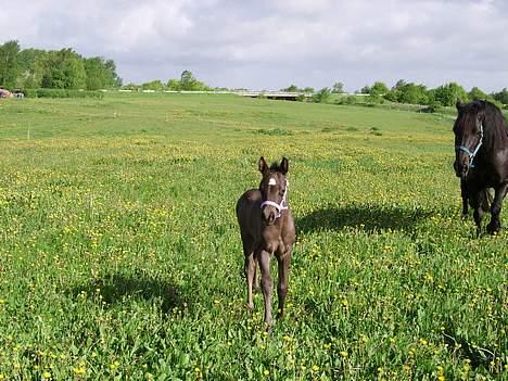 Welsh Cob (sec D) Haymos Dream of Mayflower (solgt) - Jeg kommer nu :o) billede 9