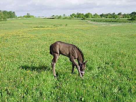 Welsh Cob (sec D) Haymos Dream of Mayflower (solgt) - Lækkert med lidt græs!! billede 10