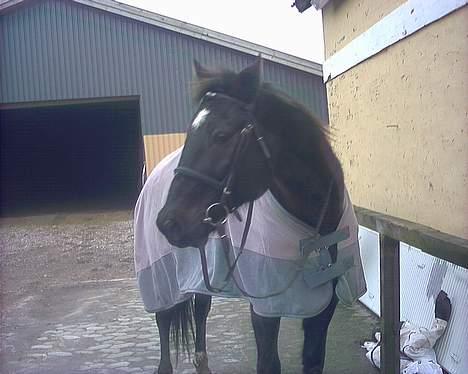 Traver Futte (profit) - Futte<´3 billede 7