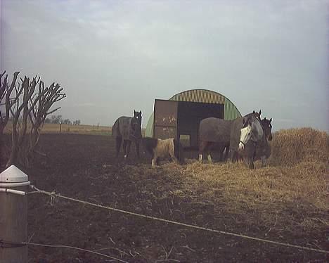 Traver Futte (profit) - Alle hestene <´3 ( der kommet nye ;D) billede 8