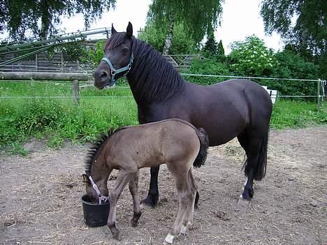 Welsh Cob (sec D) Haymos Dream of Mayflower (solgt) - Jeg snupper lige lidt mad, mens mor kigger væk... billede 11