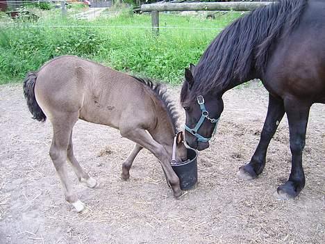 Welsh Cob (sec D) Haymos Dream of Mayflower (solgt) - Hun kunne da godt lige løfte spanden, så ikke det var SÅ besværligt at få noget at spise.. billede 12