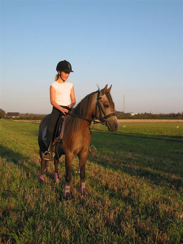 Anden særlig race Vanggården's Mister Magic - Mister og jeg på stubmarken d. 21-09-2006 billede 3