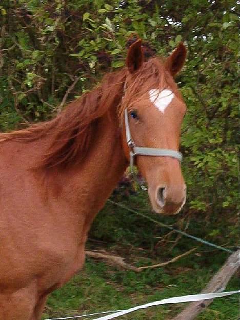 Dansk Varmblod Gallicia - Lidt gammelt billed, men se jeg har et hjerte i panden. billede 8