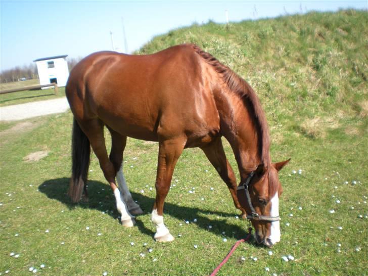 Dansk Varmblod Sophia *RIP* billede 1