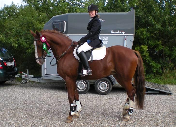 Dansk Varmblod Sophia *RIP* - Efter NIBE CUP 09 billede 3