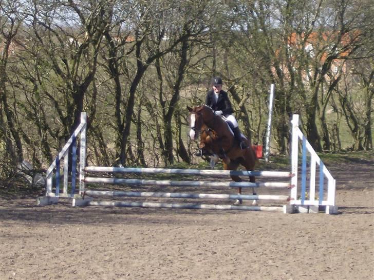 Dansk Varmblod Sophia *RIP* - Super  flot spring, tjek lige tekninkken :) billede 5