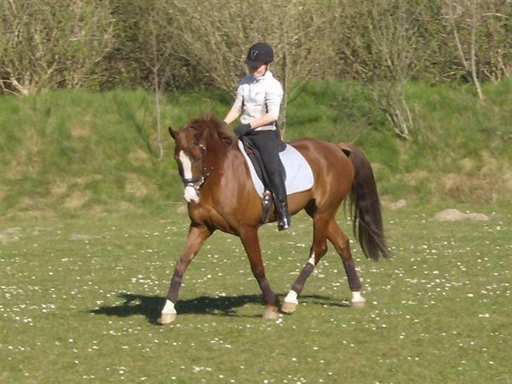 Dansk Varmblod Sophia *RIP* - Opvarmning til Dressur billede 6