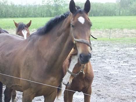 Dansk Varmblod C moon (solgt) billede 11