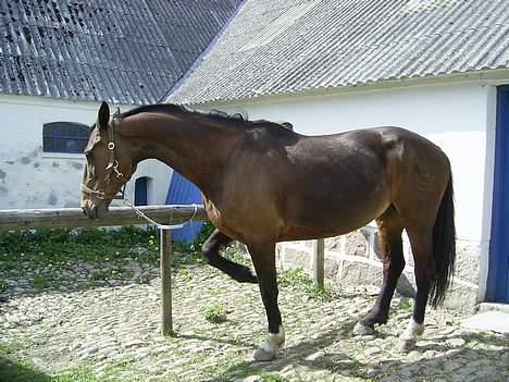 Dansk Varmblod C moon (solgt) billede 12