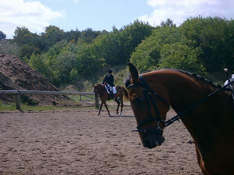 Dansk Varmblod Højbo´s kia-ora ¤solgt¤ - ja det er altså os helt bagerst billede 2