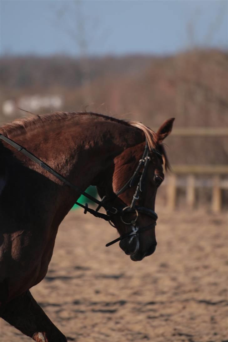 Welsh Cob (sec D) Kielshoop Honeyrose Solgt - Rosie:D Taget af SisseKallehave billede 1