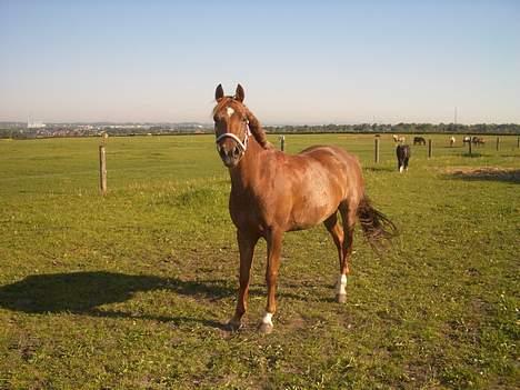 Welsh Cob (sec D) Kielshoop Honeyrose Solgt - Rosie på folden billede 2