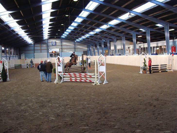 Welsh Cob (sec D) Kielshoop Honeyrose Solgt billede 3