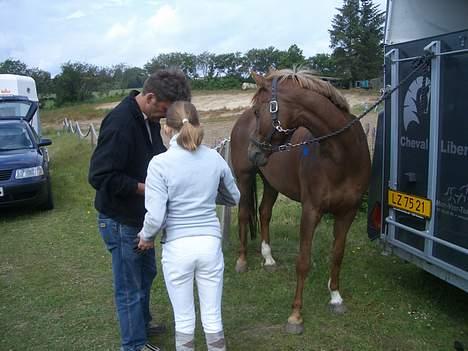 Welsh Cob (sec D) Kielshoop Honeyrose Solgt - øh hvad har i gang i? billede 4