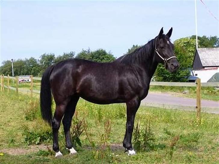 Traver Tenna Will*død 22/10-09* - Smukke Tenna Will:-) billede 1