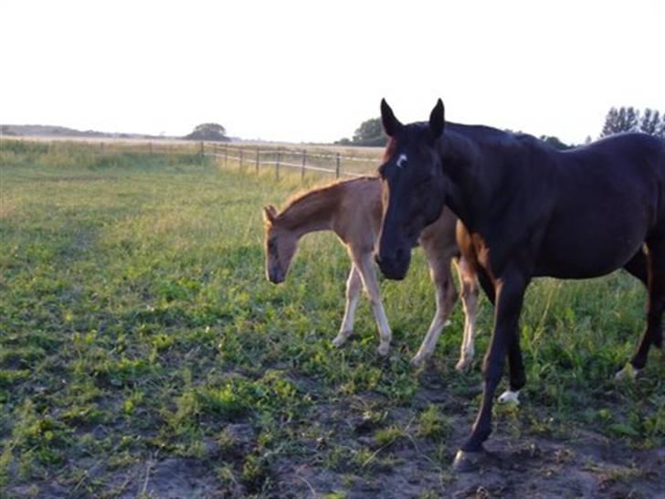 Traver Tenna Will*død 22/10-09* - tenna og papaya sommeren 2007 billede 2