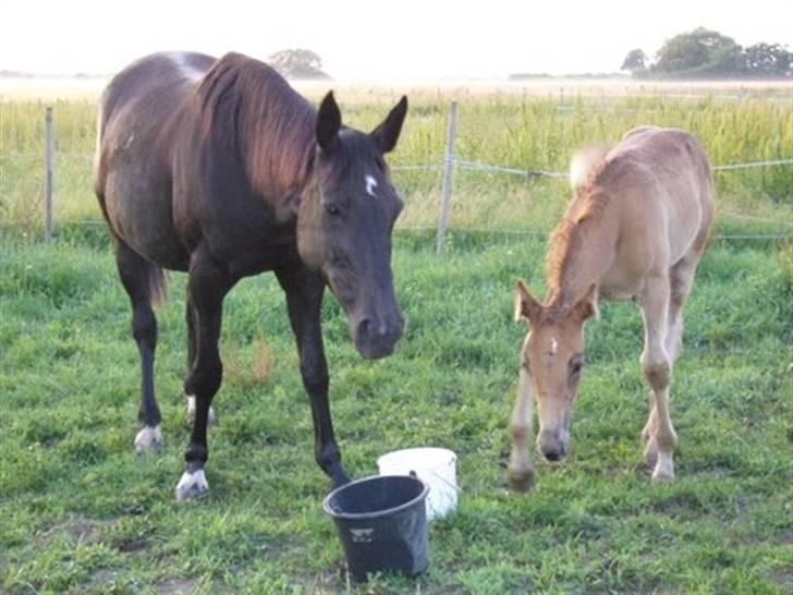 Traver Tenna Will*død 22/10-09* - man skal jo spise nar man skal fodre sin følunge samtidig:-) billede 3