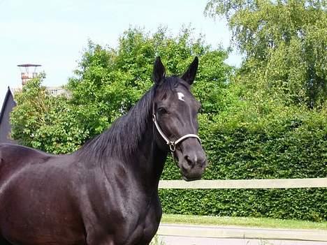 Traver Tenna Will*død 22/10-09* billede 4