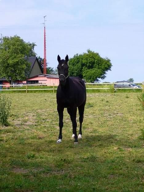 Traver Tenna Will*død 22/10-09* billede 5