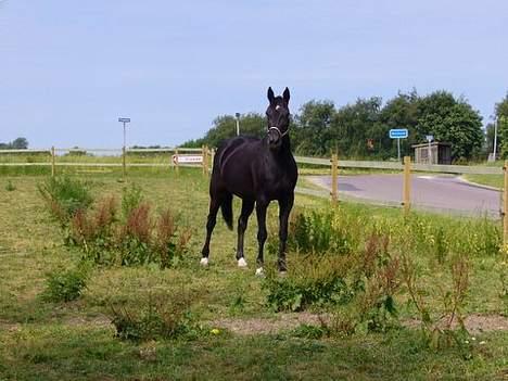 Traver Tenna Will*død 22/10-09* billede 6
