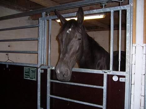 Traver Tenna Will*død 22/10-09* billede 7