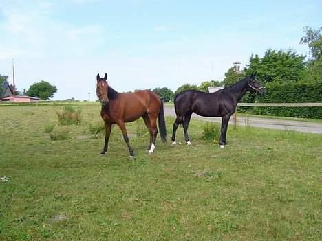 Traver Tenna Will*død 22/10-09* - tenna og lomumba sammen billede 8
