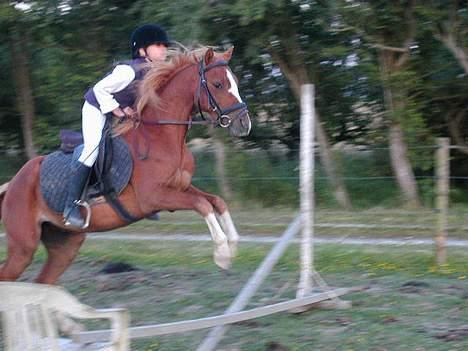 Welsh Pony af Cob-type (sec C) Midnight <3 - ja vi sprang mod det uenelig den gang. nu går vi side mod side som bedst venner<<3 billede 3