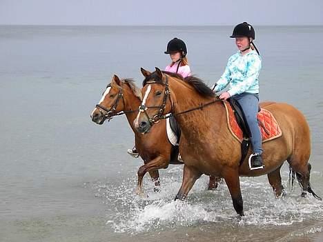 Anden særlig race    Lucas  solgt - så rider vi lige ved siden af hinanden billede 10