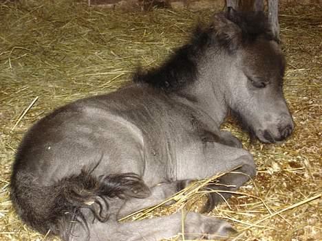 Shetlænder dano-gaardens casanova billede 1