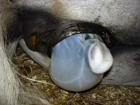 Shetlænder dano-gaardens casanova billede 2