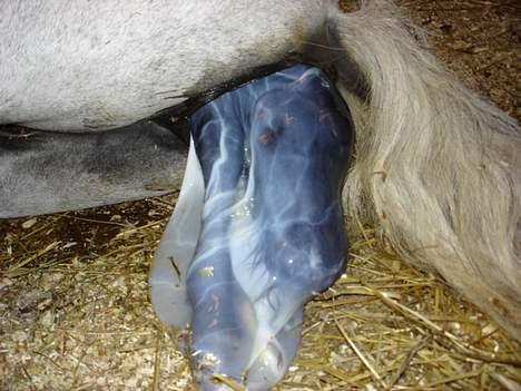 Shetlænder dano-gaardens casanova billede 3