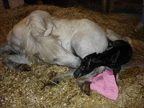 Shetlænder dano-gaardens casanova billede 4