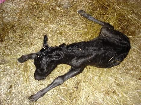 Shetlænder dano-gaardens casanova billede 5