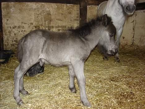 Shetlænder dano-gaardens casanova billede 6