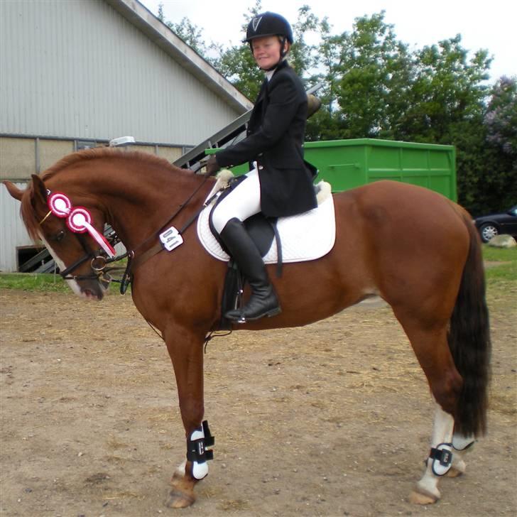 Dansk Varmblod Sophia *RIP* - Efter en god weekend i REB billede 8