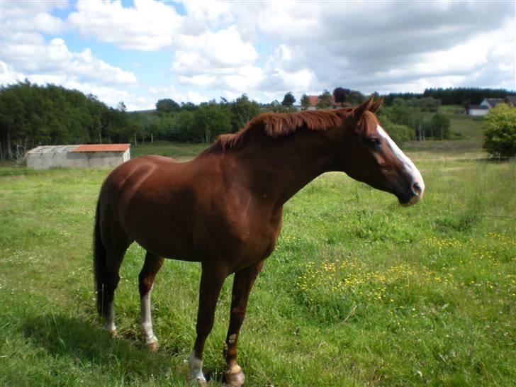 Dansk Varmblod Sophia *RIP* - Sommergræs 2009:) billede 9