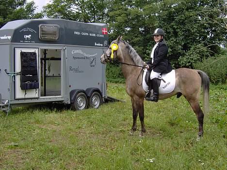 Arabisk fuldblod (OX) T.A. Madir  - Ved araber championatet på Broholm. Lad vær og kigge på mig... *NYT* billede 15