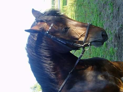 Anden særlig race Asa vav kit - Han´s smukke Hoved.. :D billede 6