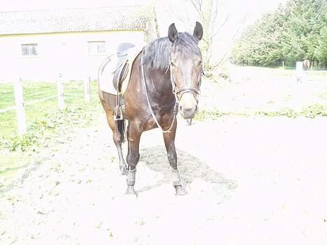 Anden særlig race Asa vav kit - Ude på ridebanen.. billede 8
