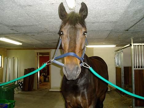 Anden særlig race Asa vav kit - På staldgangen.. billede 9