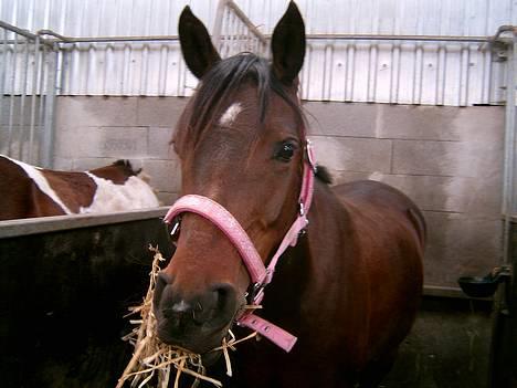 Anden særlig race Dixie Solgt - stævne. thørsø rideklub. 06 billede 16