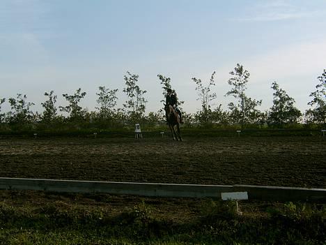 Anden særlig race Dixie Solgt - Thorsø rideklub. sh-cuppen 06 billede 18