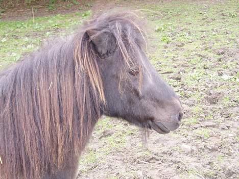 Shetlænder Mimmi - Super mimmi.., !! billede 9